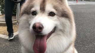 超能力犬ジャーマン 吹き替え声優 下野紘は誰 ネタ掘れワンワン エンジェルニュース